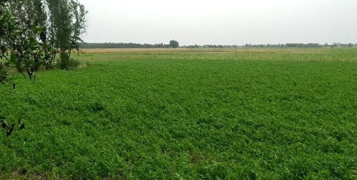 Agriculture Land for Sale, Samundari Road, Faisalabad
