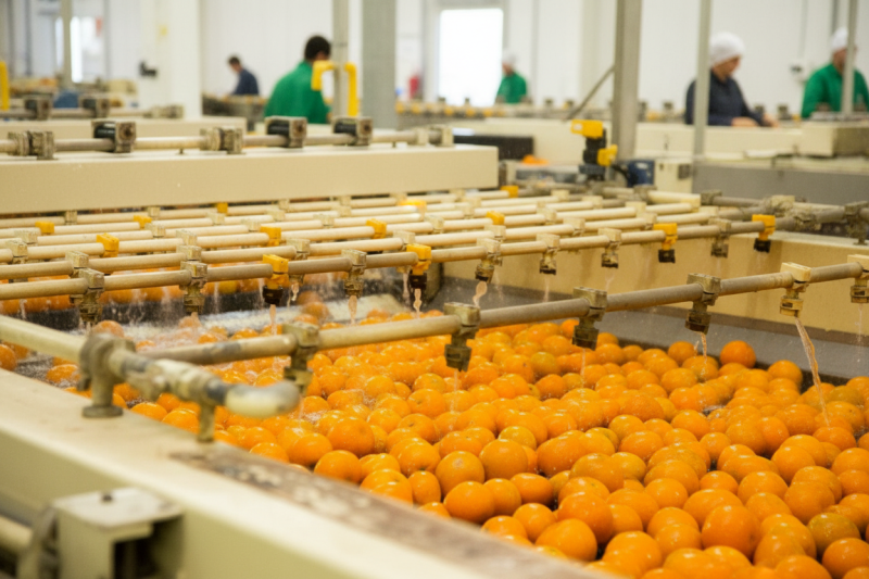 Kinno export season opens with 300,000-tonne target