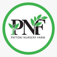Pattoki nursery Farm